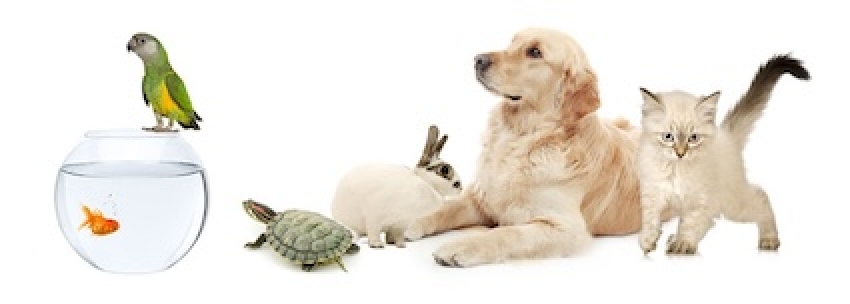 LE REGOLE DEGLI ANIMALI DA COMPAGNIA