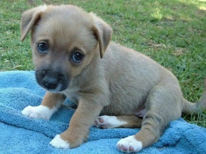 CHI GESTISCE LA PENSIONE PER CANI È RESPONSABILE DELLA CUSTODIA